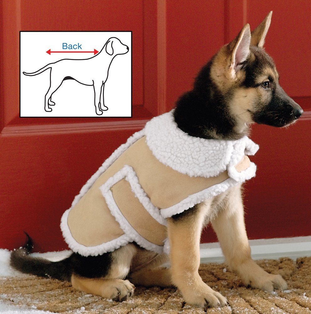 5 Best Dog Winter Coat Your Dog Will Enjoy This Winter Tool Box